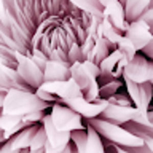 Meet your Posher, Lexxi